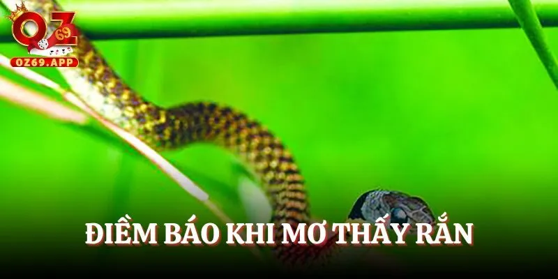 Mơ thấy rắn cho thấy điềm báo những ngày đến