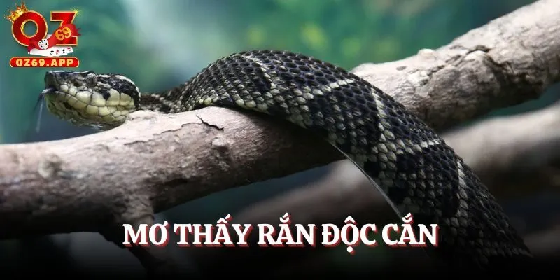 Mộng rắn độc cắn có người hãm hại